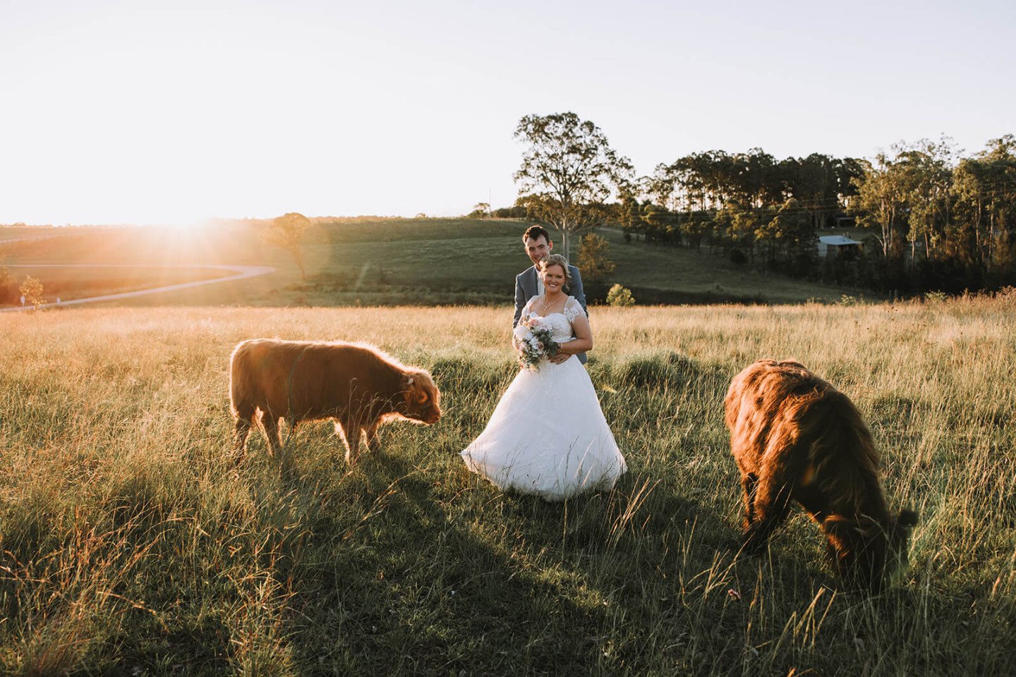 A bride with the highland cows at sunset
